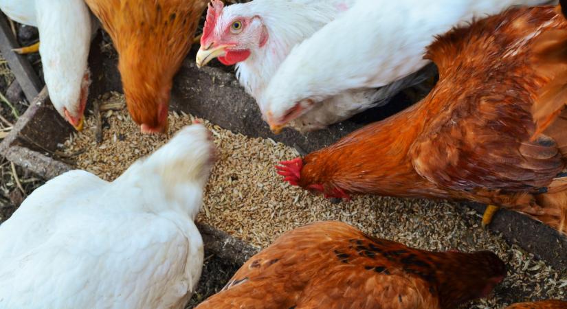 Csak úgy ömlik ki a magyar takarmány külföldre: durva, hova visszük a javát