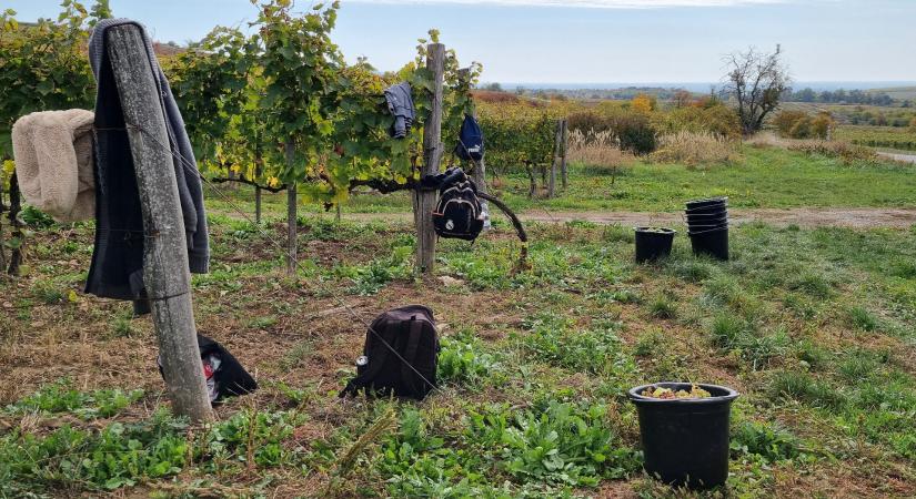 A tokaji tőkék idén roskadoztak az aszúszemektől, hozzáértő munkásból viszont nincs elég