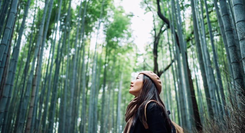 Erősebb, mint a hagyományos műanyag, és 50 nap alatt lebomlik: kínai tudósok bambuszból készült anyagot állítanak elő