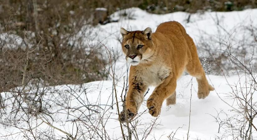 Pumatámadás áldozata lehetett egy túrázó Coloradóban