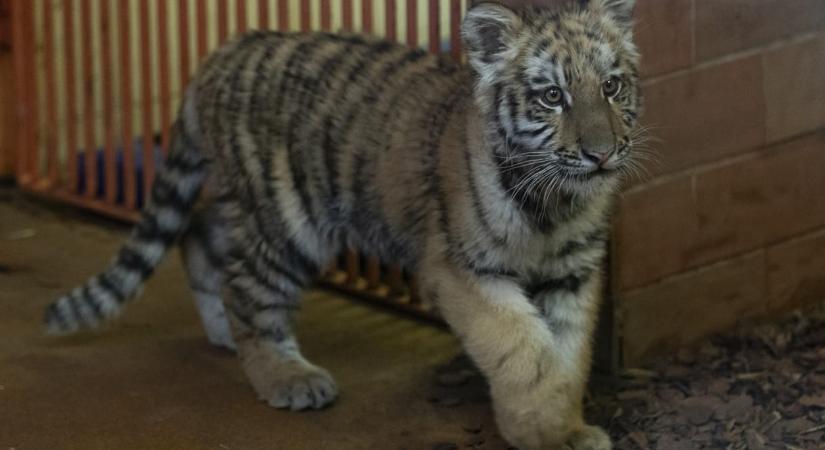 Már látható a fővárosi állatkertben Pablo, az illegálisan tartott kistigris