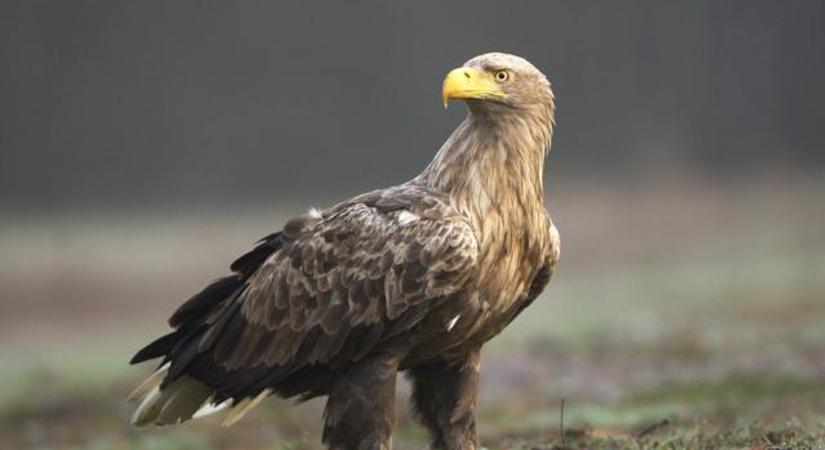 Szárnyaló óriás a Dél-Dunántúlon – Amit a rétisasról tudni kell