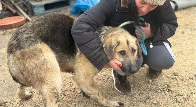 Kutyát és lovat is mentettek az állatmentők szilveszterkor, de van, aminek örülnek