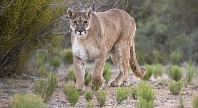 Puma ölhetett meg egy túrázót Amerikában