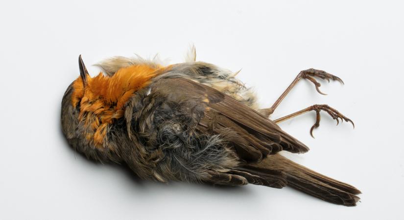 Ha halott madarat látsz, ne ijedj meg – fontos és mély jelentése van