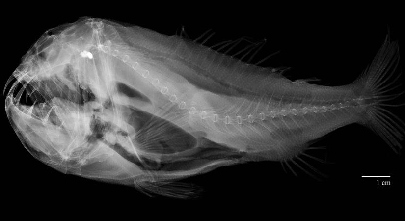 Ennek az állatnak a legnagyobb a foga a testéhez viszonyítva