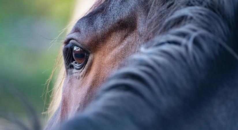 Ciloxan szemcsepp használata és hatékonysága a szemfertőzések kezelésében