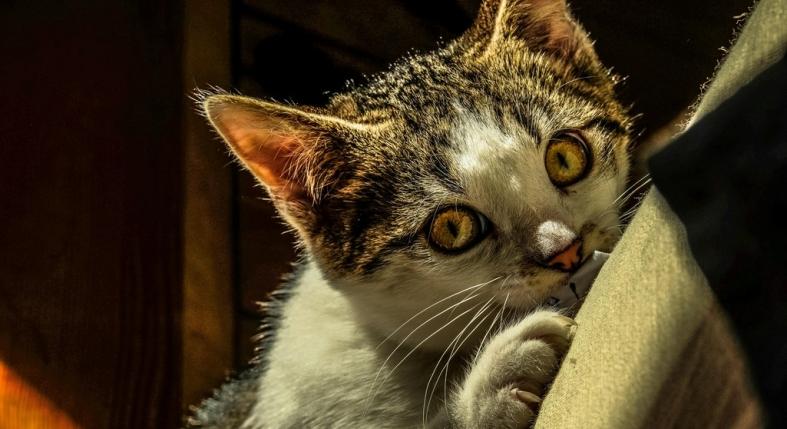 Hogyan lehet leszoktatni a macskát arról, hogy a bútorokon élesítse a karmait?