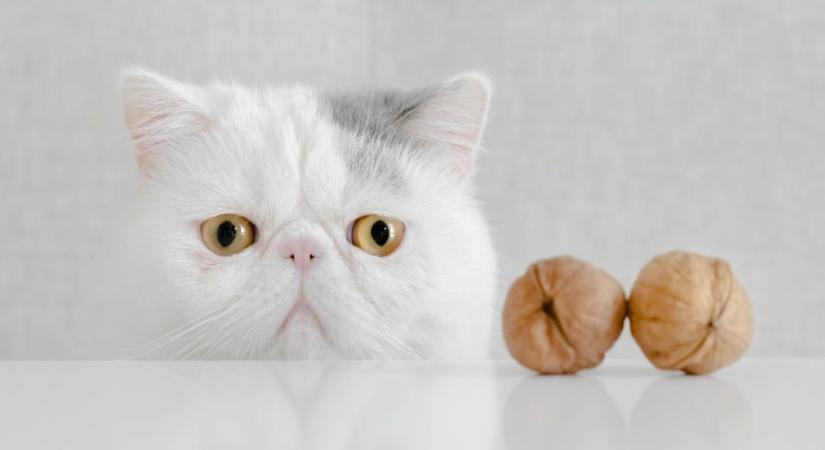 Ezeket az egészséges nasikat sose add a macskának: mérgezőek a számára