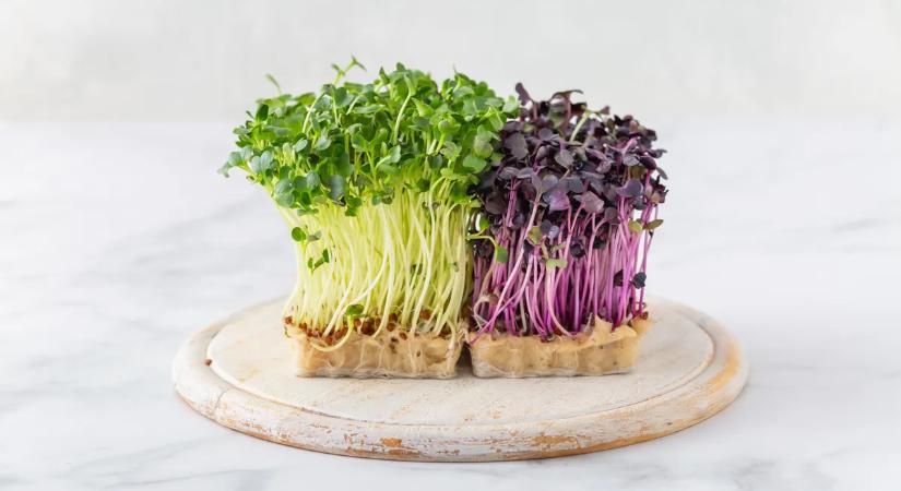 Mikrozöld: a pici növény, ami meglepően nagy egészségbombát rejt