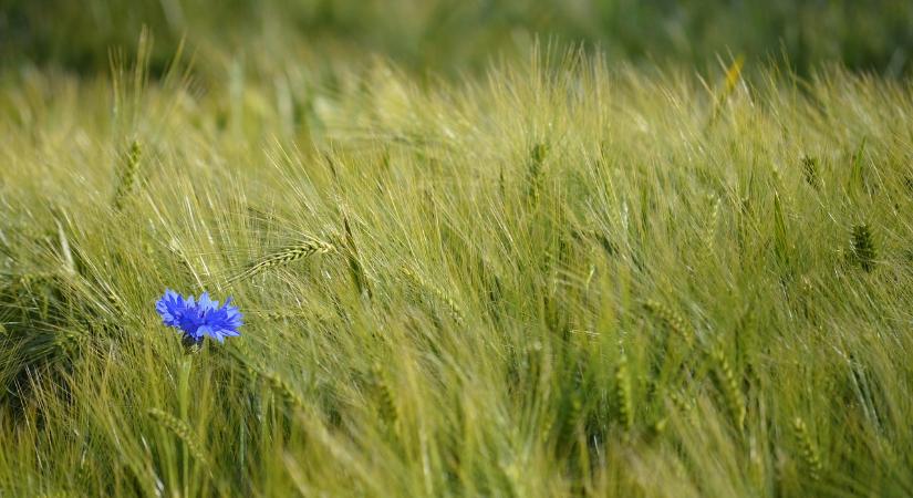 Az Agrárminisztérium 2026-ban is támogatja a gazdálkodók tudatosságát