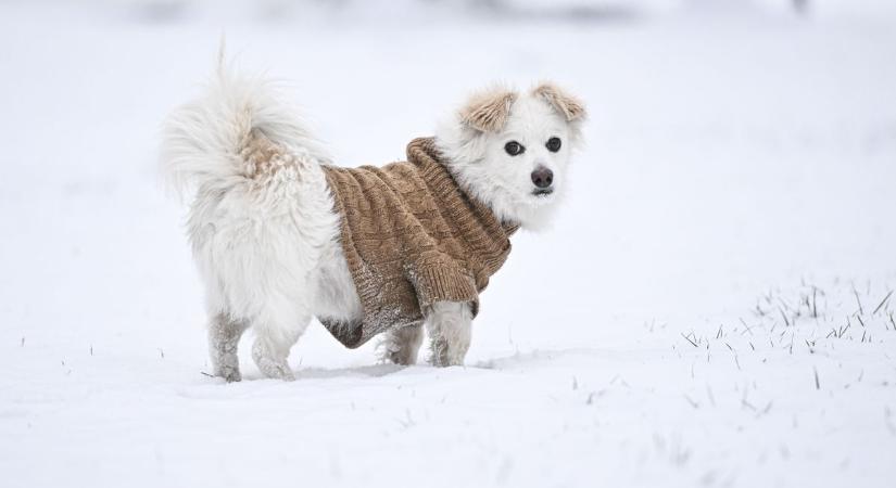 Hiába könyörögtek az állatvédők, semmi sem változott