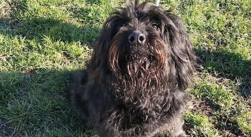 Megvan az ajkai hokisok új kabalája