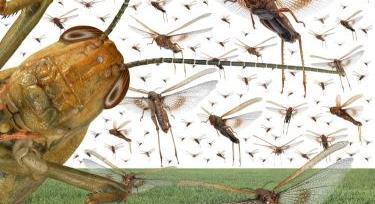 Növényvédelmi kihívások és alkalmazkodás a változó éghajlat korában