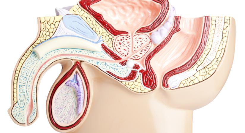 Ez állhat a háttérben, ha megváltozik a pénisz alakja vagy hőmérséklete