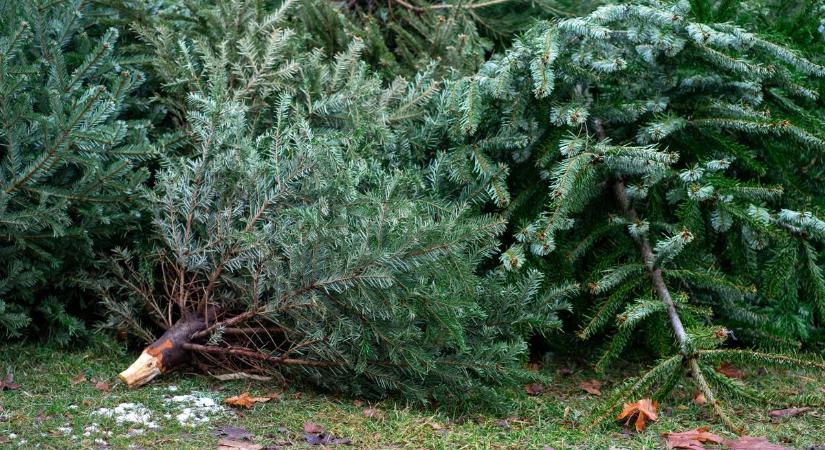 Hamarosan indul a fenyőfák elszállítása a zalai városban - mutatjuk a menetrendet