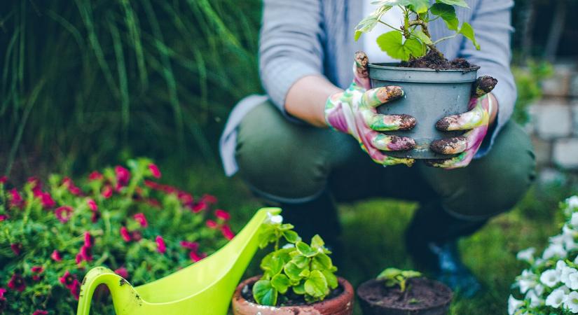 Ezt a 4 csodaszép virágot még most is elültetheted