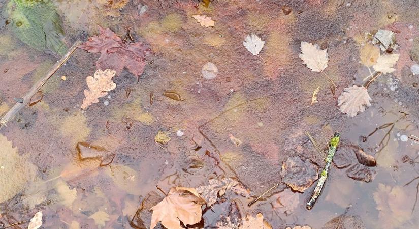 Befagyott a dísztó, aztán felolvadt a jégpáncél – de mi lesz a halakkal?