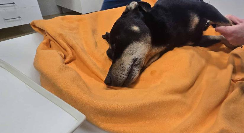 Életéért küzd Buksi, a sínen elgázolt kutyus