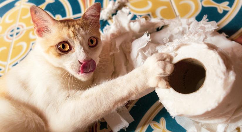 A macskák is mutathatnak romboló viselkedést: ez lehet az oka (videó)