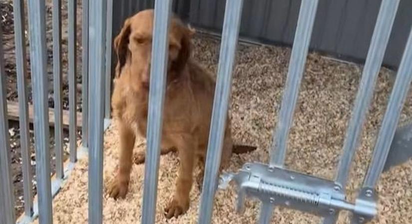 Riadt vizsla várja gazdáját újév után Kálban