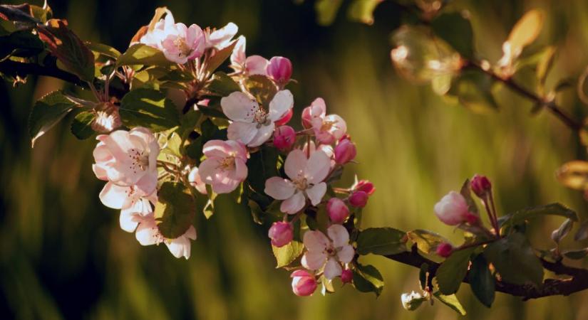 Vissza a gyökerekhez