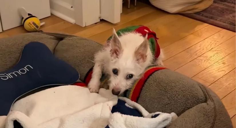 Egy nap családdal: a halála előtt fogadta örökbe a nő ezt a kutyust