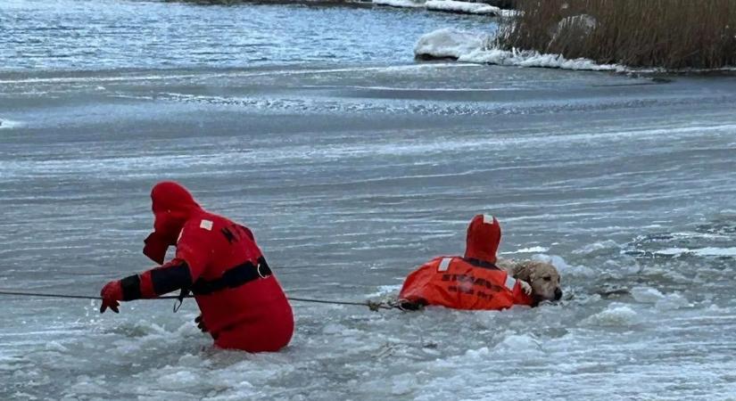 Lélegzetelállító videón a jeges tóba zuhant kutya kimentése