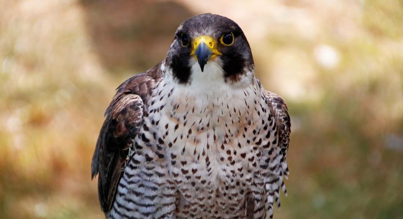 Különleges látogatók a téli Alföldön