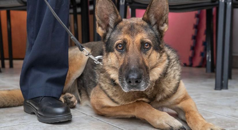 Új szolgálati kutyákat keres a rendőrség januárban, itt a kiválasztás időpontja