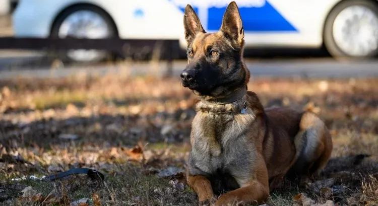 Szolgálati kutyacastingot tart a rendőrség