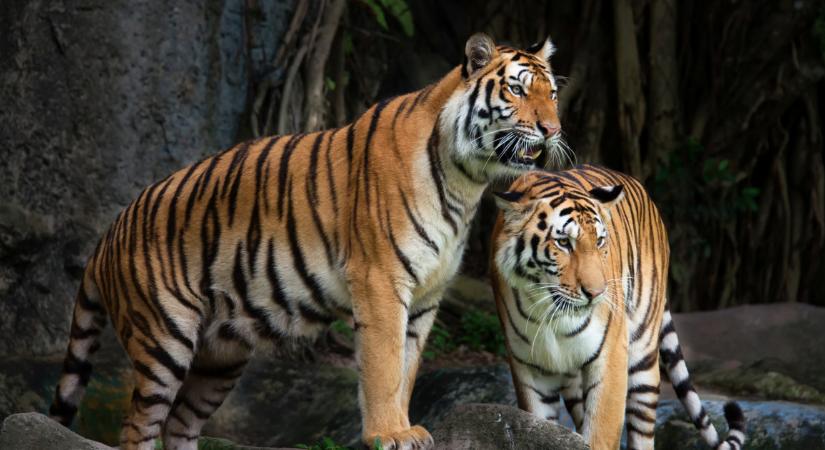 Elképesztő és szívfacsaró: ezt teszik a megunt házikedvencekkel Dániában