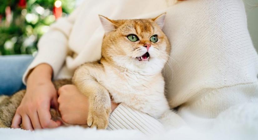 Vigyázz! Komoly oka lehet, ha a cicád nyávog, amikor felveszed