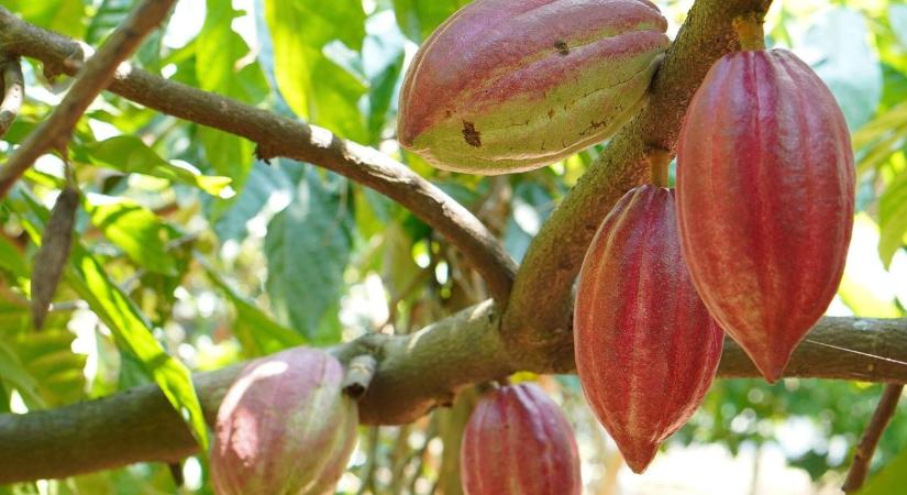 Kakaóválság a láthatáron? Van kiút?