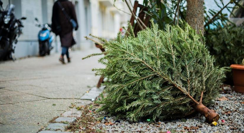 Ekkor gyűjtik össze a karácsonyfákat a térség településein