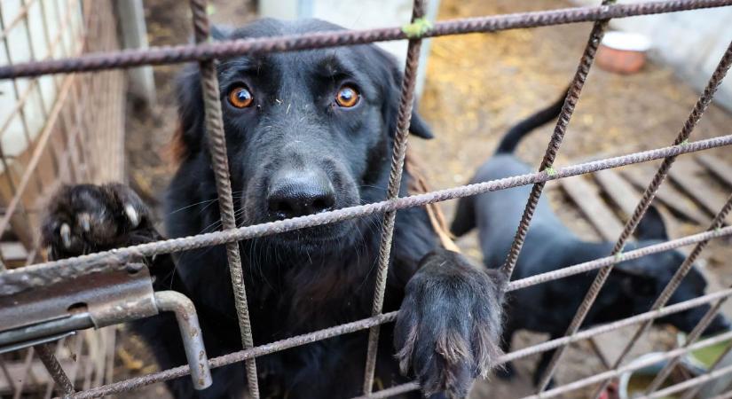 Kutyák a városban: segítsünk hazajutni nekik!