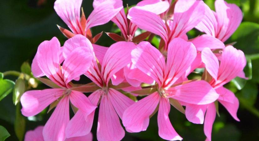 Mit kezdjünk a teleltetett muskátlival, leanderrel januárban?