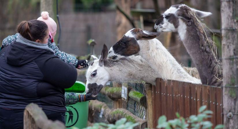 Ha nincs programja január első vasárnapjára, ajánlunk egyet: irány a Kecskeméti Vadaskert! – fotók