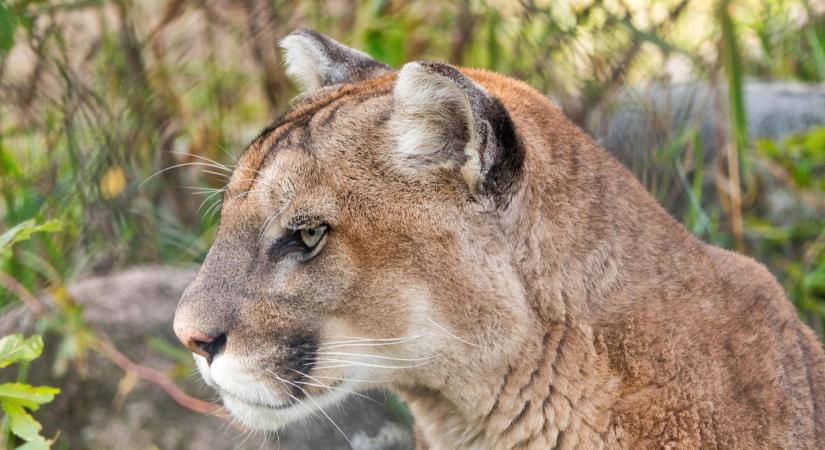 Vérfagyasztó támadás az erdőben: puma végzett egy túrázó nővel Colorado hegyei között