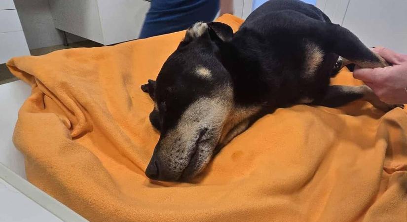 Elütötte a győri vonat Buksit, élet-halál között lebeg a kutyus - fotók