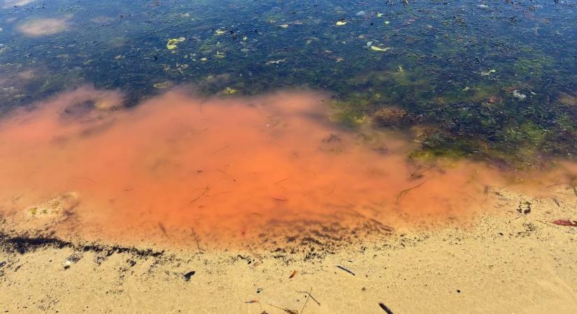 Rejtélyes rózsaszín takony bukkant fel egy eldugott tasmániai strandon