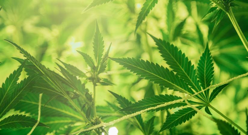 Új „szuperélelmiszerként” fut fel a kender: a kendermag és a kenderalapú termékek iránt nő az érdeklődés