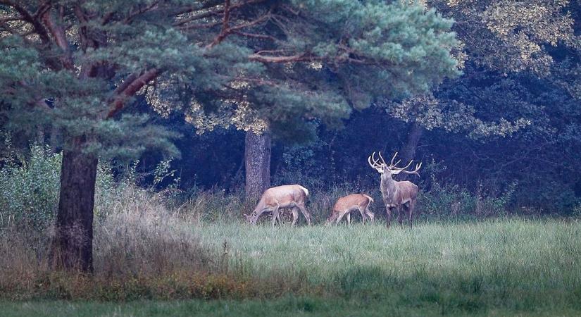 Kirándulók figyelem! Vadászat miatt ezeket a vasi területeket kell elkerülni januárban