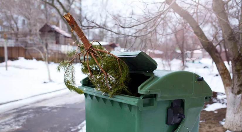 Ne dobd ki a fenyőfát ünnepek után: mutatjuk, mire jó