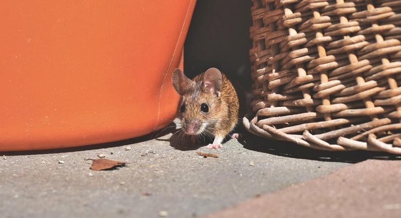 A rágcsálók elleni védekezés gazdasági területen