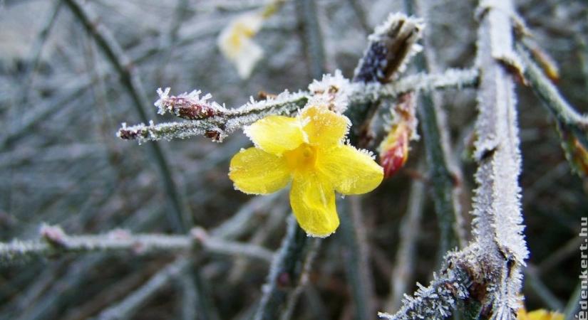 Mutatjuk a legszebb téli virágokat
