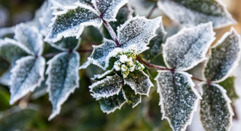 Mit csinál a kertész januárban?