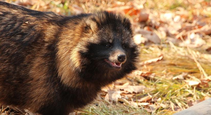 Csendben terjeszkedik egy ragadozó Magyarországon
