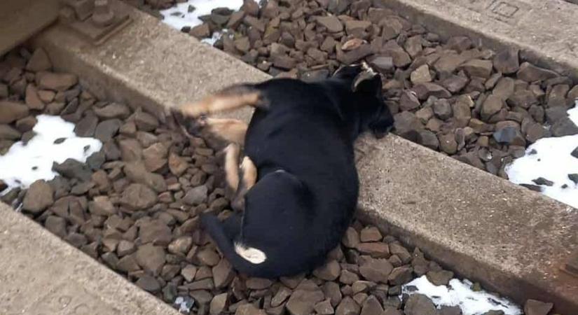 Kutyust gázolt a vonat, Buksi az életéért küzd