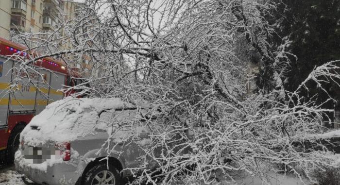 Kidőlt fák és áramszünetek: súlyos gondokat okozott a hó Erdélyben
